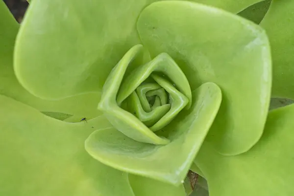 607265 - Aeonium (Aeonium nobile)