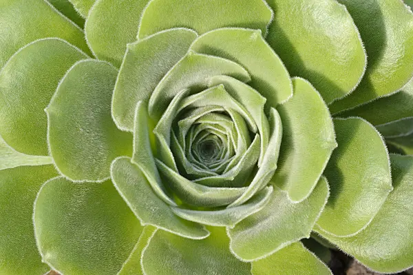 470089 - Aeonium (Aeonium palmense)