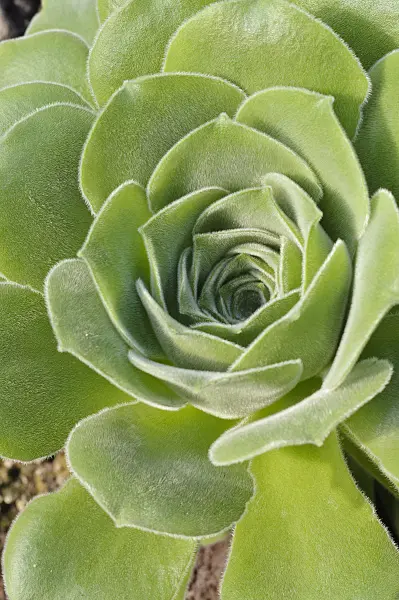 470090 - Aeonium (Aeonium palmense)