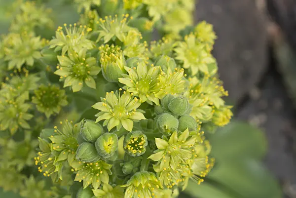 608021 - Aeonium (Aeonium palmense)