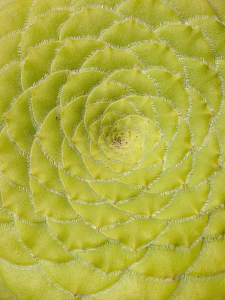 414169 - Aeonium (Aeonium tabuliforme)