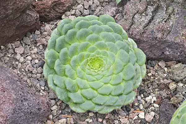 550027 - Aeonium (Aeonium tabuliforme)