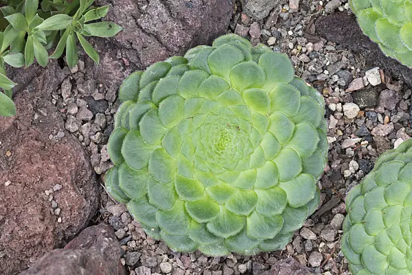 551037 - Aeonium (Aeonium tabuliforme)