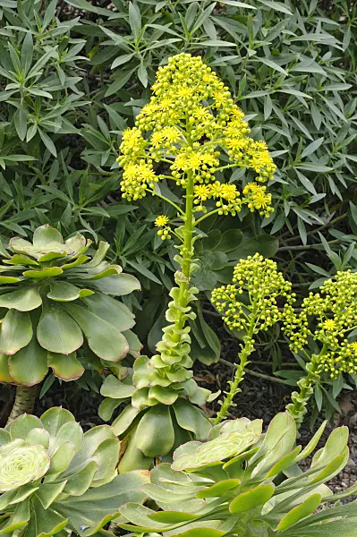 472100 - Aeonium (Aeonium undulatum)