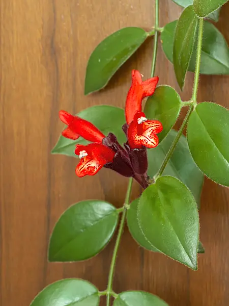 432155 - Aeschynanthus