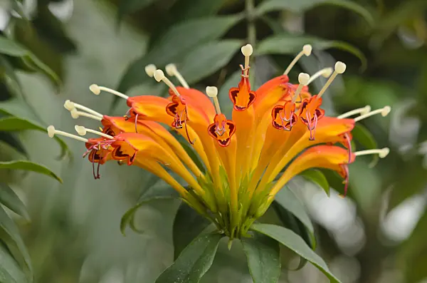 548015 - Aeschynanthus