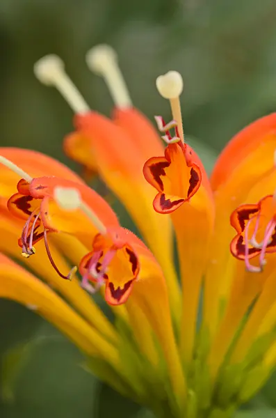 548016 - Aeschynanthus