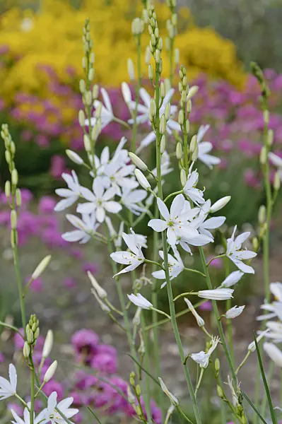 472326 - Ästige Graslilie (Anthericum ramosum)