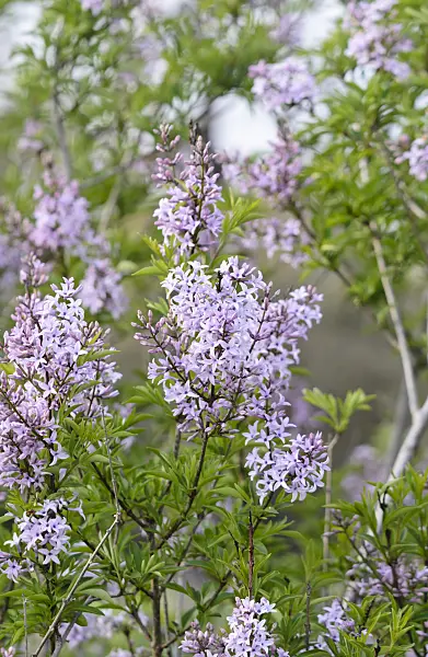 531210 - Afghan lilac (Syringa afghanica)