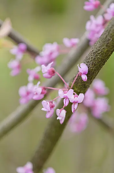 531149 - Afghan redbud (Cercis griffithii)