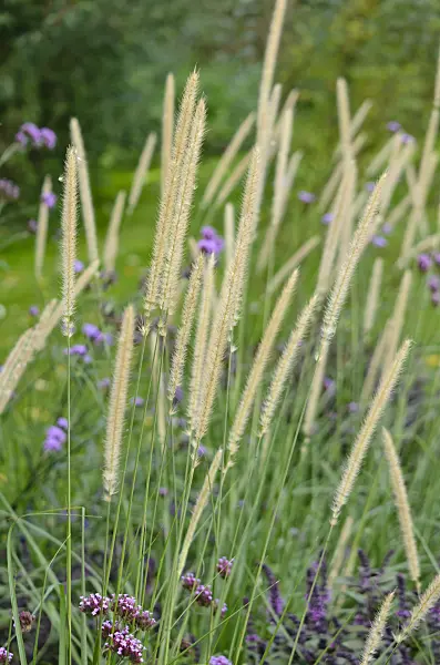 548151 - African feather grass (Pennisetum macrourum 'White Lancer')