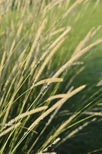 549014 - African feather grass (Pennisetum macrourum 'White Lancer')