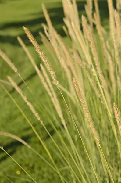 549017 - African feather grass (Pennisetum macrourum 'White Lancer')
