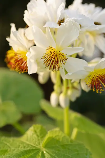 480015 - African hemp (Sparrmannia africana)
