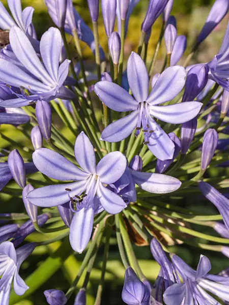 404038 - African lily (Agapanthus africanus)