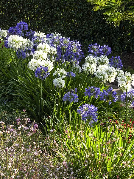 455053 - African lily (Agapanthus africanus)