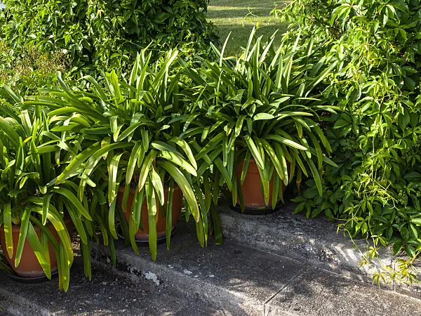 461018 - African lily (Agapanthus africanus)