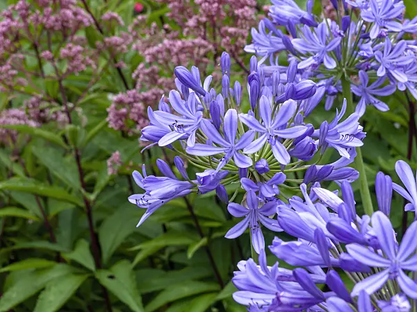 463013 - African lily (Agapanthus africanus)