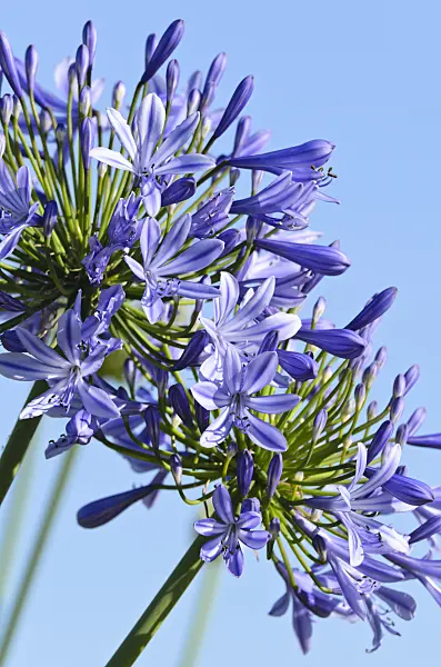 497356 - African lily (Agapanthus africanus)