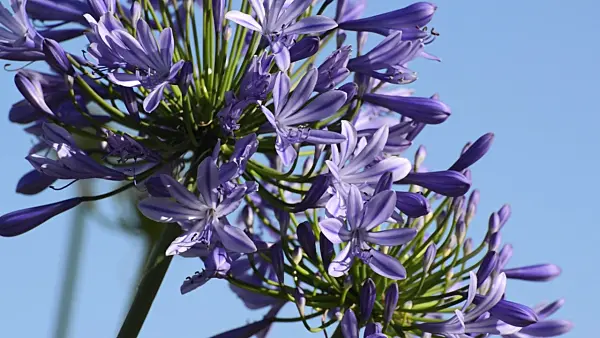 497363 - African lily (Agapanthus africanus)
