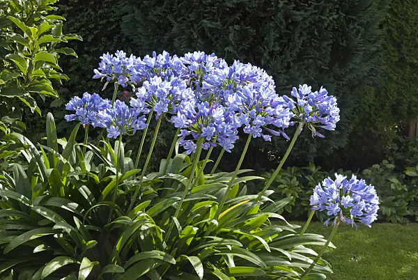 511336 - African lily (Agapanthus africanus)