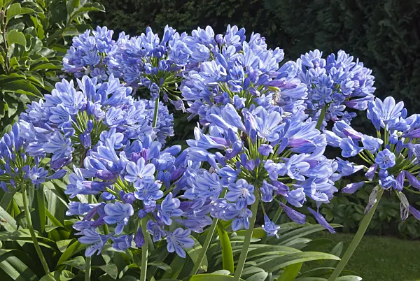 511337 - African lily (Agapanthus africanus)