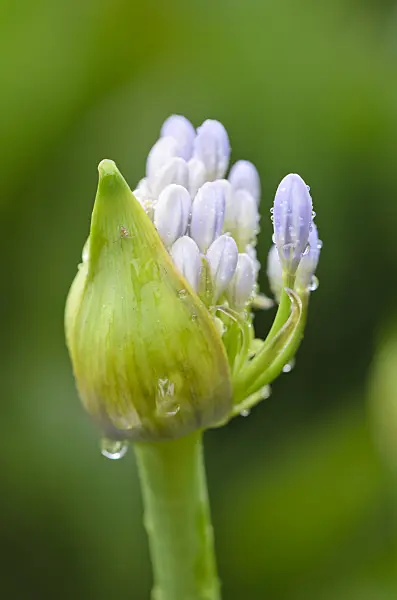 534365 - African lily (Agapanthus africanus)