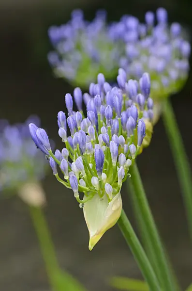 534371 - African lily (Agapanthus africanus)