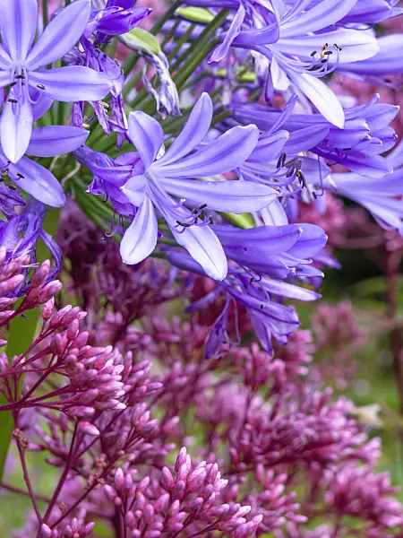 428231 - African lily (Agapanthus africanus) and sweet Joe-Pye weed (Eupatorium maculatum 'Glutball' syn. Eutrochium maculatum 'Glutball')