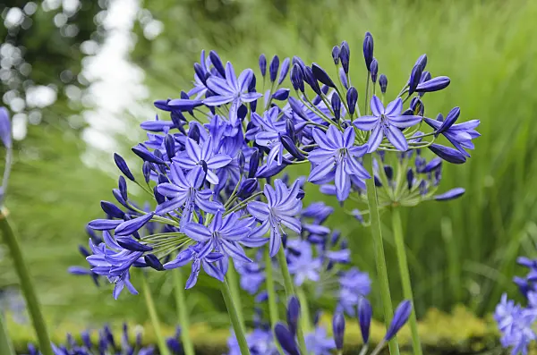 571037 - African lily (Agapanthus africanus 'Northern Star')
