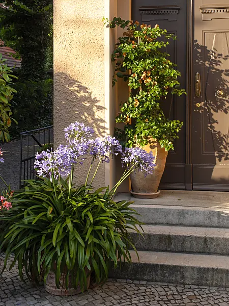 463012 - African lily (Agapanthus) and Bougainvillea