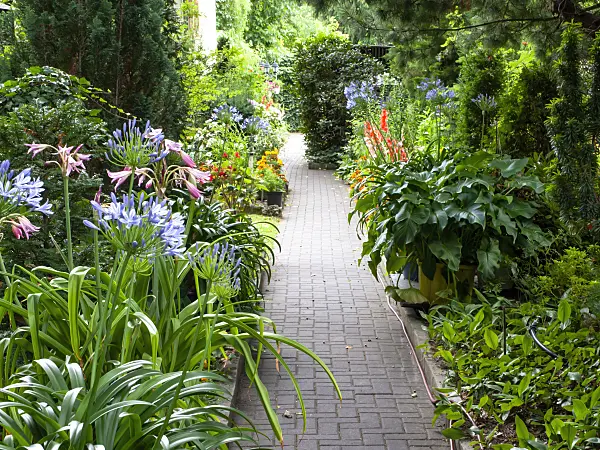 474392 - African lily (Agapanthus and Crinum) in a front garden
