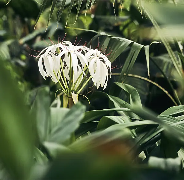236007 - African lily (Crinum erubescens)