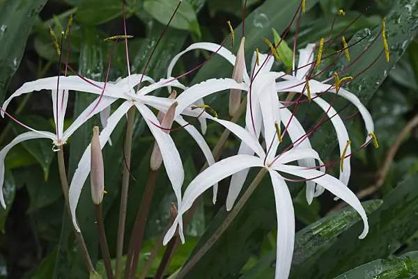 551002 - African lily (Crinum purpurascens)