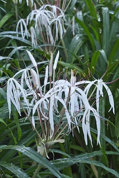 552001 - African lily (Crinum purpurascens)