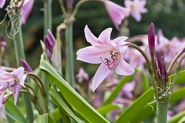 511081 - African lily (Crinum x powellii)