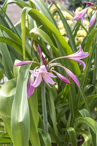 638072 - African lily (Crinum x powellii)