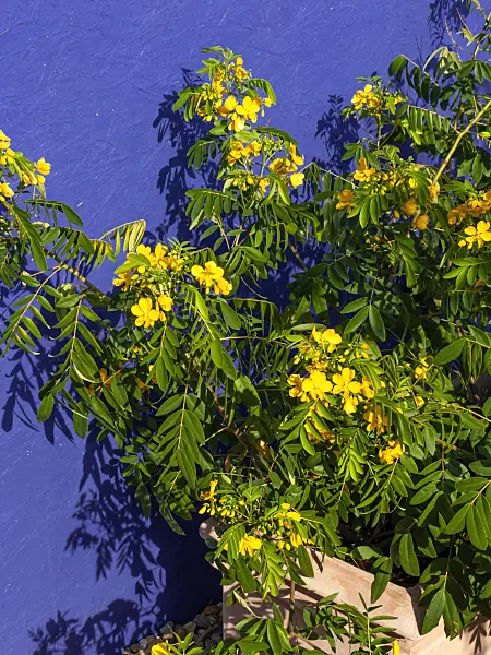441174 - African senna (Senna didymobotrya syn. Cassia didymobotrya)