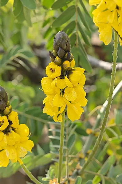 535073 - African senna (Senna didymobotrya syn. Cassia didymobotrya)