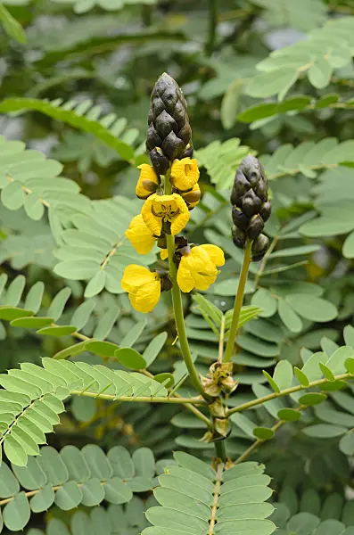 535121 - African senna (Senna didymobotrya syn. Cassia didymobotrya)