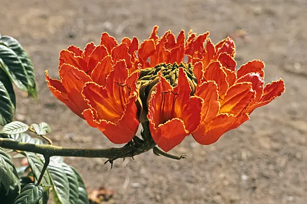 363073 - African tulip tree (Spathodea campanulata)