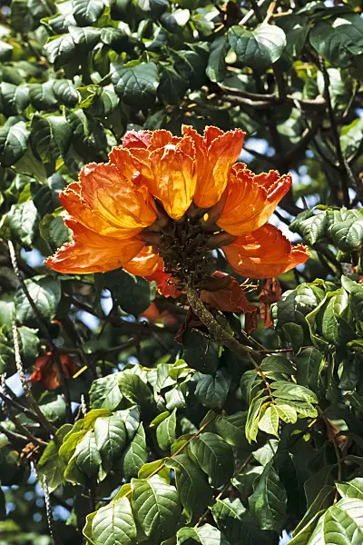 388034 - African tulip tree (Spathodea campanulata)