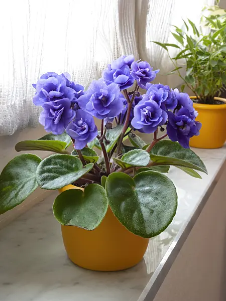 400019 - African violet (Saintpaulia ionantha)