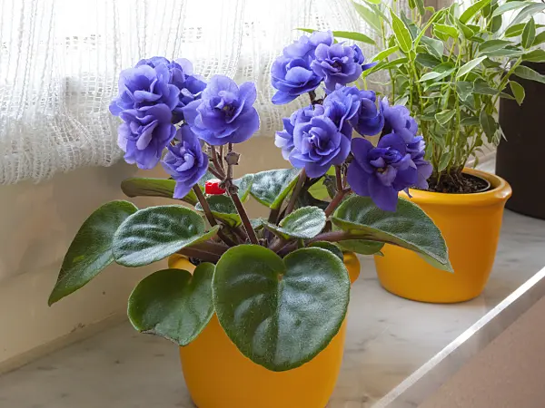 400020 - African violet (Saintpaulia ionantha)