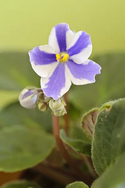 483105 - African violet (Saintpaulia ionantha)