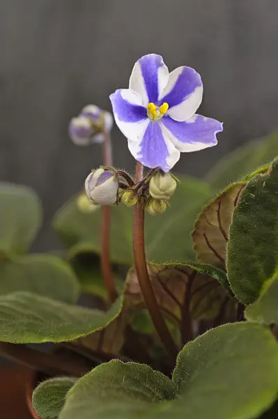 483106 - African violet (Saintpaulia ionantha)