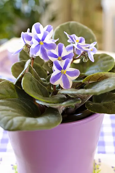 483175 - African violet (Saintpaulia ionantha)