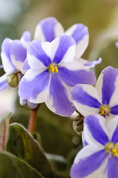 483177 - African violet (Saintpaulia ionantha)