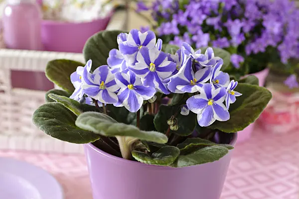 484009 - African violet (Saintpaulia ionantha)