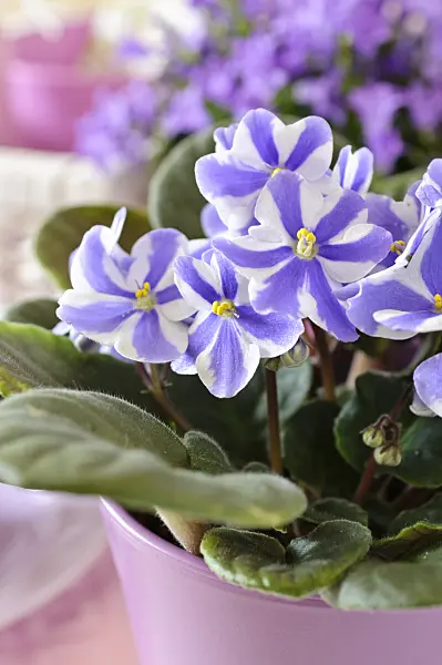 484010 - African violet (Saintpaulia ionantha)
